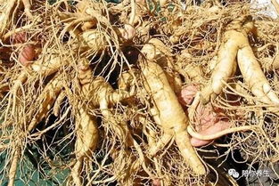 西洋參 長期食用的益處與潛在風險