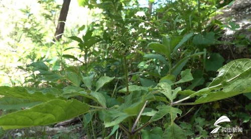 濰坊人參生態種植蓬勃發展，產品創新助力中醫藥產業升級