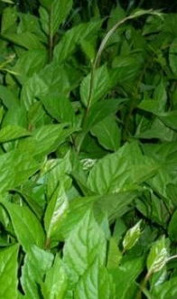 探索黑龍江鐵力相杰參藥山 枸杞苗與黑參的特色產品