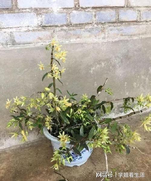 陽臺綠植新風尚 自種人參靈芝石斛與西洋參，養生健康觸手可及