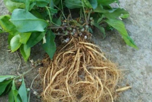 四葉參 市場價值高昂，農民種植意愿為何低迷？